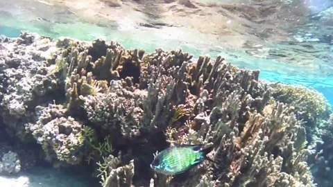 Territorial Reef Fish Chasing Sergeant Fish on a Coral Reef in the Red Sea Stock Footage 339845774