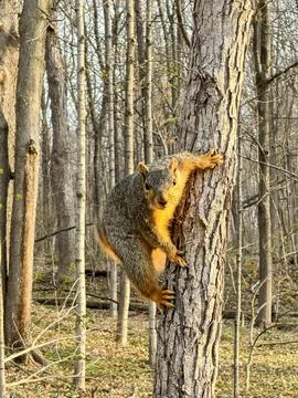 Territorial Squirrel Stock Photos