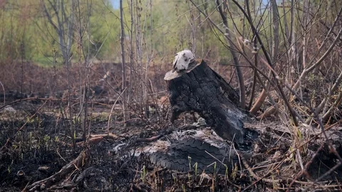 The Territory After the Fire that Intentionally Burned in the City. 4k. 60fps Stockbeeldmateriaal 106435066