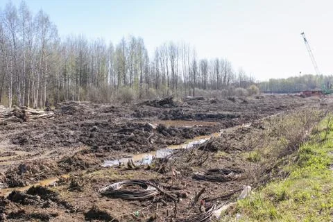 The territory cleared of the forest. Stock Photos