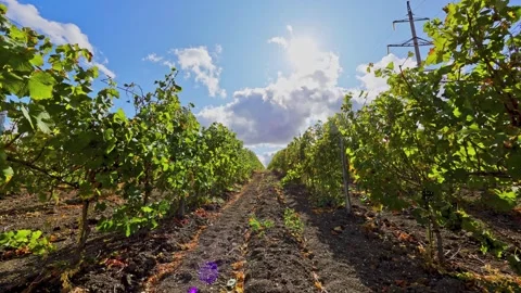 Terroir between rows of vines with fast moving clouds and sun glare. Stock Footage 270059589