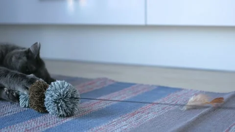 A terry animal toy is pulled by a string. The cat dug its claws and teeth into Video stock 149860739