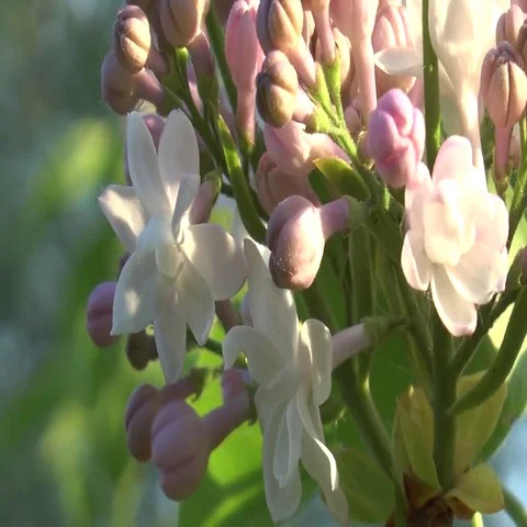 Terry siren Video stock 69573197