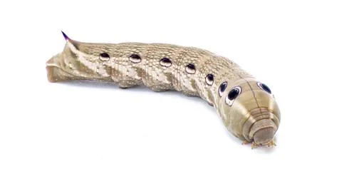 Tersa Sphinx hawk moth caterpillar - Xylophanes tersa - brown coloring with.. Stock Photos