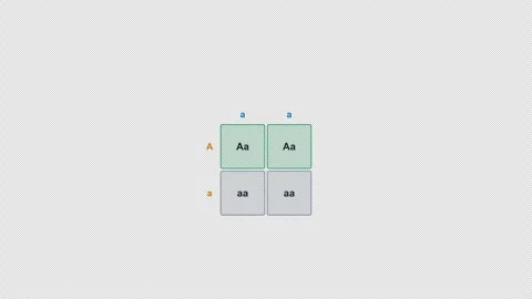 Test Cross Clean No Text Punnett Square Genetics Animation Alpha 4K Light Vidéo 339528028