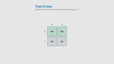 Test Cross Labeled Punnett Square Genetics Animation Alpha 4K Light Stock Footage 339528042