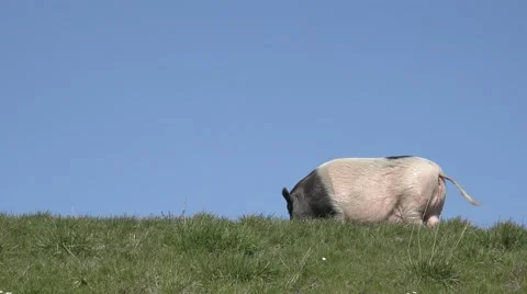 Test Item 스톡 동영상 57500039