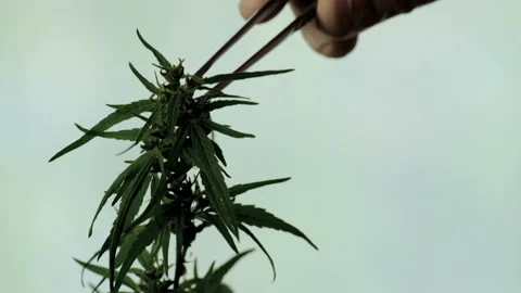 Test sample of the top of ripe marijuana with seeds. A lab technician collects Stock Footage 95983884