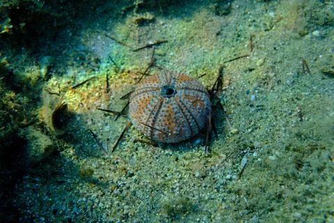 Test (shell) of Black sea urchin (Arbacia lixula) undersea, Aegean Sea Stock Photos