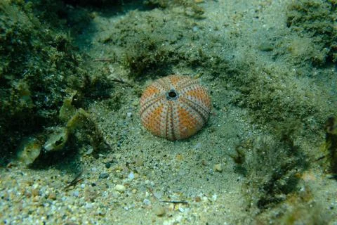 Test (shell) of Black sea urchin (Arbacia lixula) undersea, Aegean Sea Stock Photos