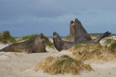 Test of strength Stock Photos