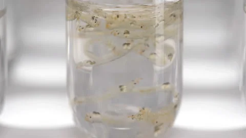 Test tube with Chaoborus larvae samples Stock Footage 99438065