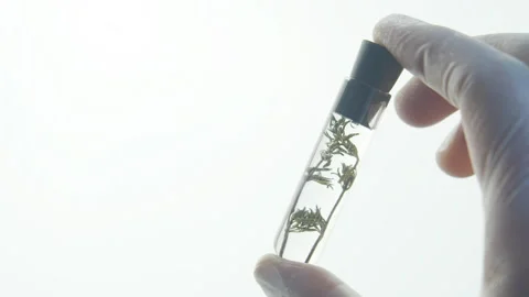 Test tube with green stem. Stock Footage 248133573