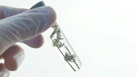 Test tube with green stem. Stock Footage 248134369