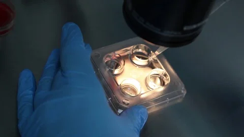 Test tube under the microscope. laboratory. artificial insemination Video stock 73373339