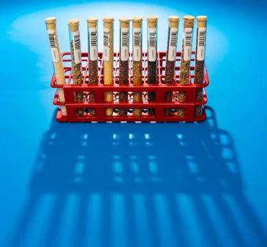 Test tubes with bar codes with seeds of selection plants Stock Photos