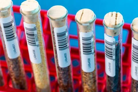 Test tubes with bar codes with seeds of selection plants Stock Photos