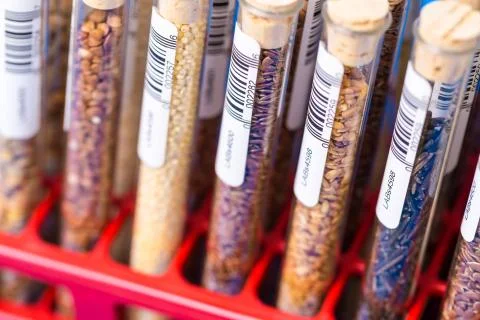 Test tubes with bar codes with seeds of selection plants Stock Photos