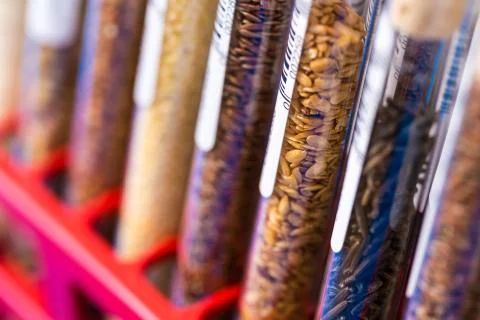 Test tubes with bar codes with seeds of selection plants Stock Photos