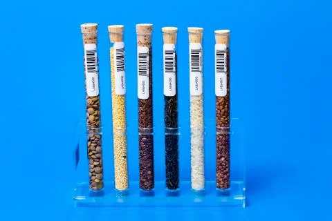 Test tubes with bar codes with seeds of selection plants Stock Photos