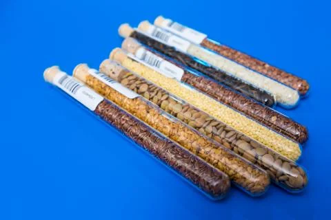 Test tubes with bar codes with seeds of selection plants Stock Photos