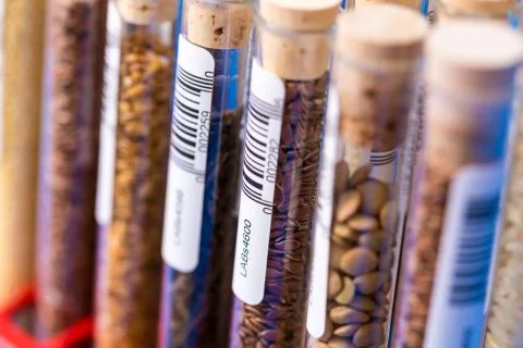 Test tubes with bar codes with seeds of selection plants Stock Photos