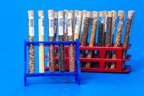 Test tubes with bar codes with seeds of selection plants Stock Photos