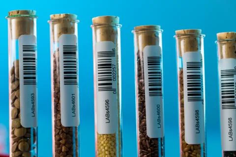 Test tubes with bar codes with seeds of selection plants Stock Photos