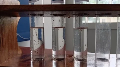 Test Tubes Containing Mosquito Larvae Samples 動画素材 335473343