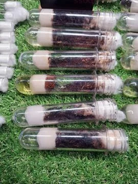 Test tubes filled with live ants for sale at an insect exhibition for home .. Photos