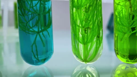Test tubes with green plant samples and colorful chemical flasks in laboratory Stock Footage 311461771
