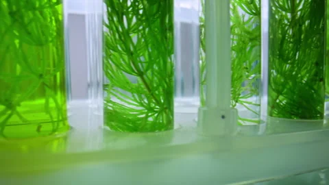 Test tubes with green plant samples and colorful chemical flasks in laboratory Stock Footage 311462528