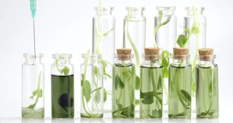 Test tubes with micro greens and reagent Chlorophyll extract poured in water Stock Footage 159366036