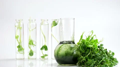 Test tubes with micro greens and reagent Chlorophyll extract poured in water Stock Footage 169720408