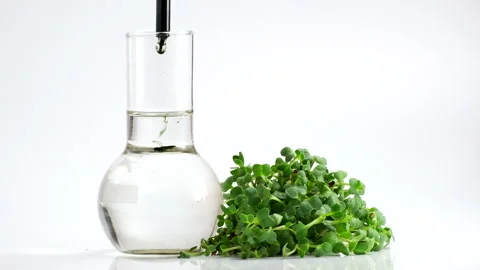 Test tubes with micro greens and reagent Chlorophyll extract poured in water Stock Footage 169720422
