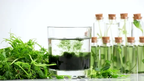 Test tubes with micro greens and reagent Chlorophyll extract poured in water Stock Footage 169753872