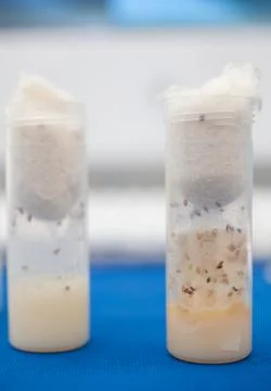 Test Tubes Foto stock