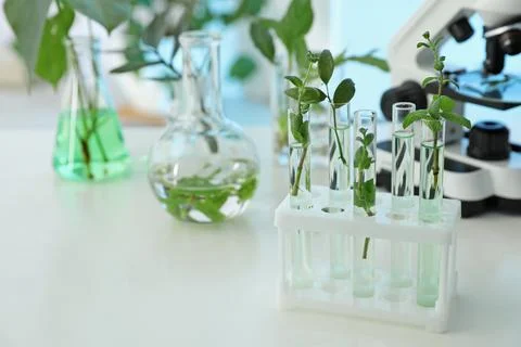 Test tubes with plants in rack on table, space for text. Biological chemistry Stock Photos