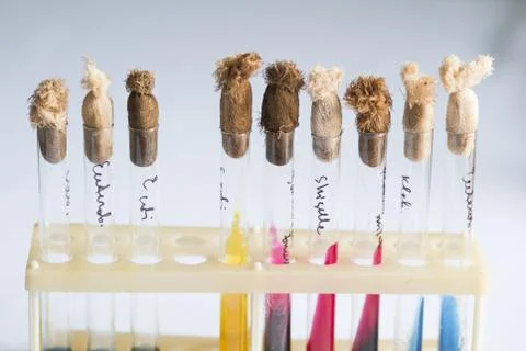 Test tubes on a rack Stock-Fotos