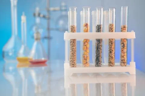 Test tubes with seeds of selection plants. Research Analyzing Agricultural Gr Stock Photos