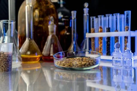 Test tubes with seeds of selection plants. Research Analyzing Agricultural Gr Stock-Fotos