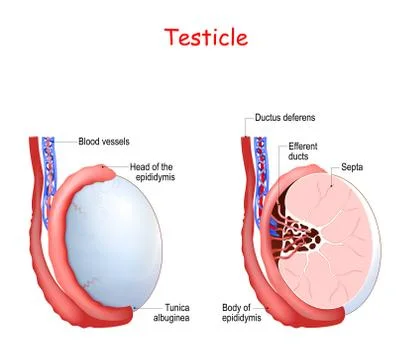 Testicle anatomy Stock Illustration