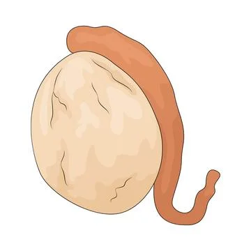 Testicle illustration Stock Illustration