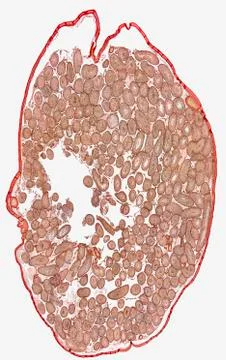 Testicle macro Stock Photos