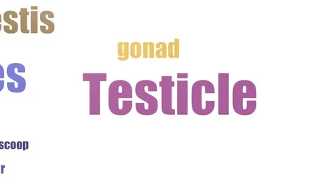 Testicle Tag Cloud Animated Isolated Video stock 107224932