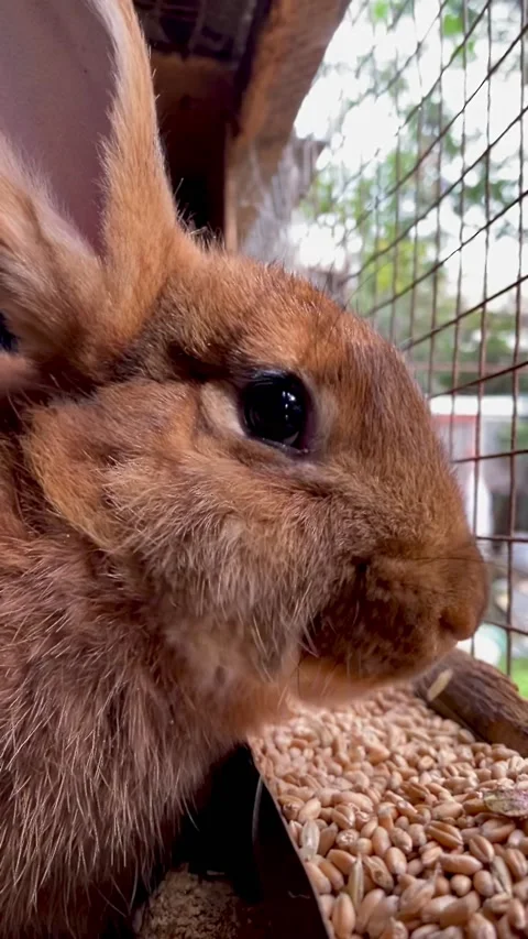 Testing of cosmetics on animals. Rabbit for experiments Stock Footage 197407929