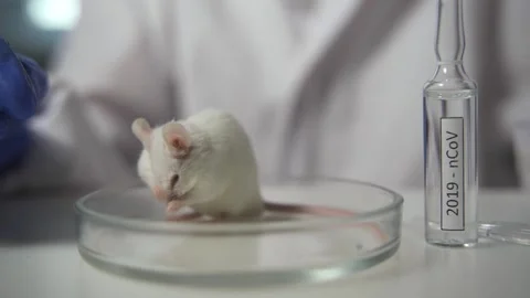 Testing of the covid-19 vaccine in a white experimental mouse. Coronovirus Stock Footage 158999622
