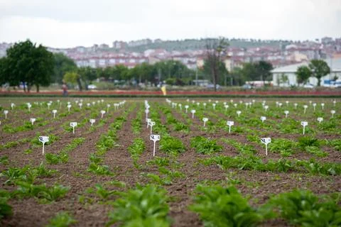 Testing different conditions for better plant  in the field Stock Photos