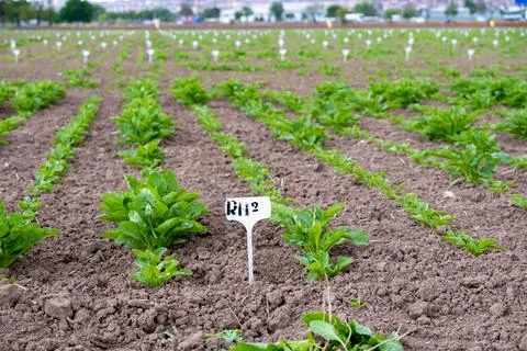 Testing different conditions for better plant  in the field Stock Photos