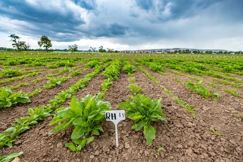 Testing different conditions for better plant  in the field Stock Photos